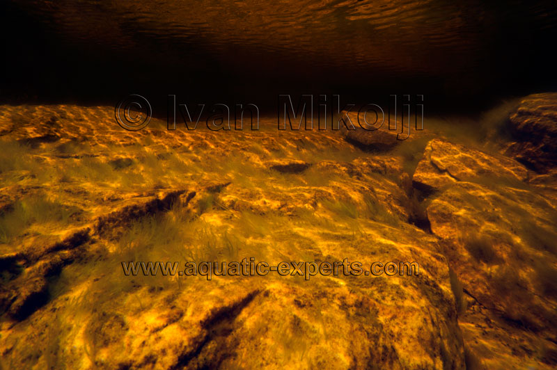 tanic water amazonian aquarium background